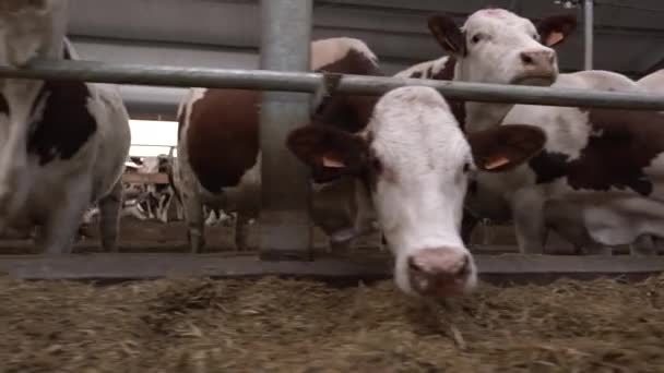 Many dairy cows are in a large indoor barn — Stock Video