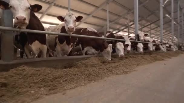 Veel koeien zijn in een grote overdekte schuur — Stockvideo