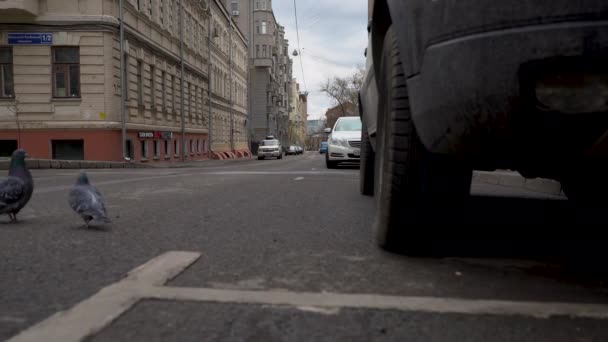 Два голуби, що ходять по проїжджій частині порожніх вулиць під час пандемії, covid-19. — стокове відео