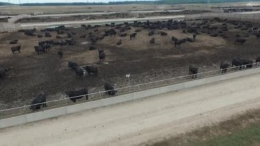 Havadan. Rusya 'da sığır çiftliği. Bir sürü sığır.