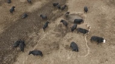 Havadan. Rusya 'da sığır çiftliği. Bir sürü sığır.