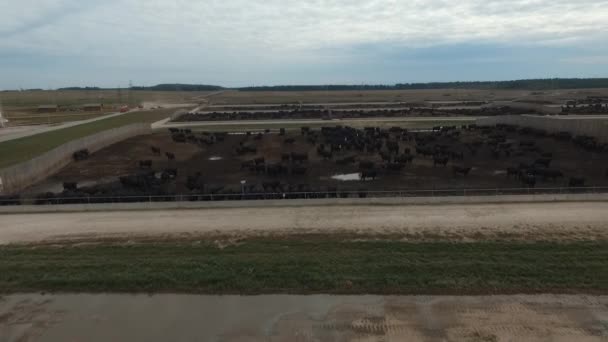 Aérea. Granja para ganado en Rusia. Un montón de ganado — Vídeo de stock