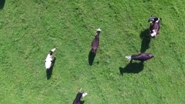 çatal tırnaklı evcil hayvanlar güneşli bir yaz gününde çayırda otluyorlar.