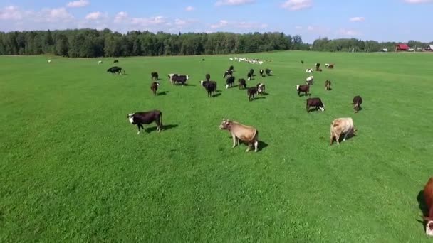Haustiere grasen bei sonnigem Sommertag auf einer Wiese — Stockvideo