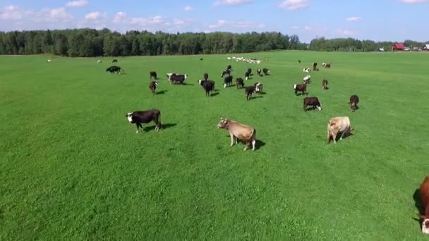 Cloven-hoofed domestic animals grazing in a meadow in Sunny summer day — Stock Video