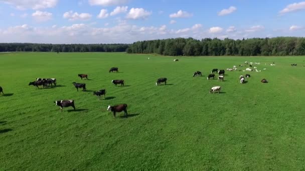 Animales domésticos de pezuña hendida pastando en un prado en el soleado día de verano — Vídeos de Stock