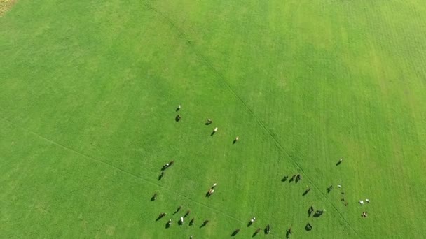 Cloven-hoofed domestic animals grazing in a meadow in Sunny summer day — Stock Video