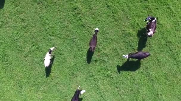 Çatal tırnaklı evcil hayvanlar güneşli bir yaz gününde çayırda otluyorlar. — Stok video