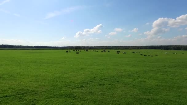 Cloven-hoofed domestic animals grazing in a meadow in Sunny summer day — Stock Video