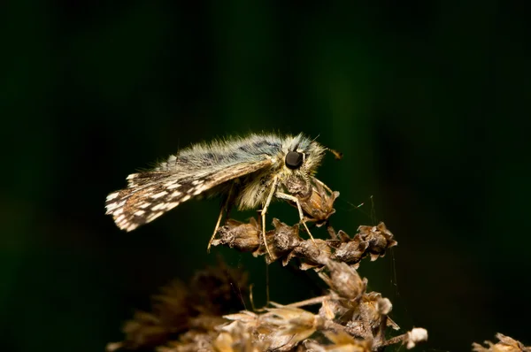 Papillon assis sur une fleur sèche — Photo