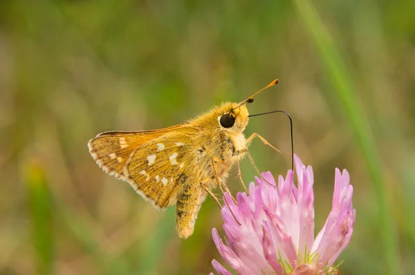 Butterfly Hesperia Comma drinks nectar from a flower of clover — Stock Photo, Image