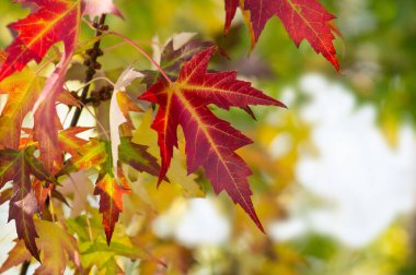 sonbahar kırmızı akçaağaç yaprağı