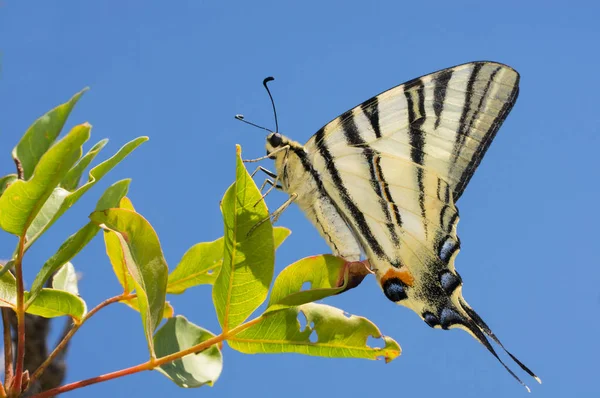 Podalirius 蝴蝶坐在一片绿叶 — 图库照片