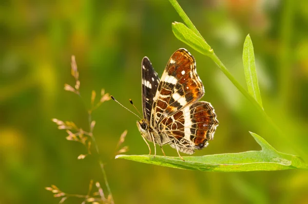 Butterfly Araschnia Levana  sitting on the grass — Stock Photo, Image