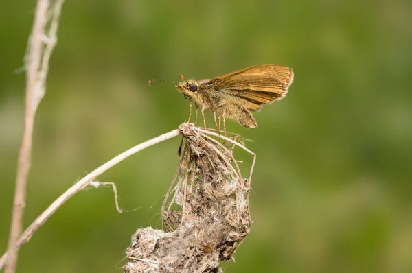 Ochlodes 大蝴蝶坐在干燥花 — 图库照片