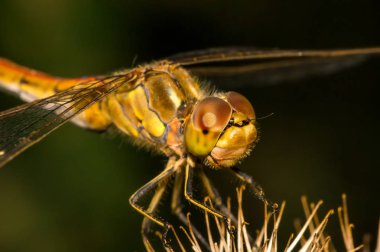 Büyük yusufçuk bir dulavratotu üzerinde oturur