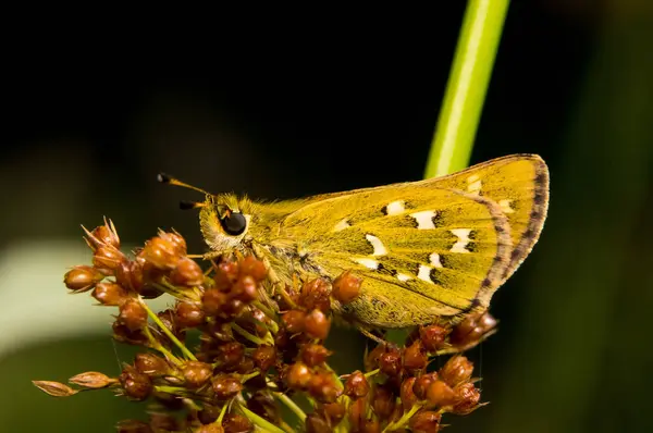 Mariposa Hesperia Comma sentado en la hierba —  Fotos de Stock