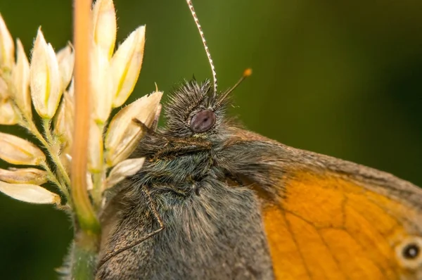 坐在一片草叶上的蝴蝶 Coenonympha Pamphilus — 图库照片