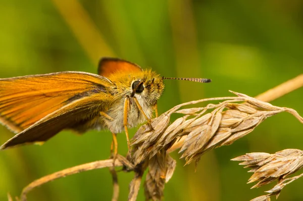 乾いた草の上に座って蝶 Thymelicus ヨーロッパアカマツ — ストック写真