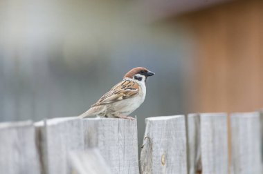 Serçe diken üstünde oturuyor