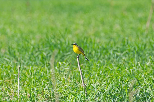 Un pájaro se sienta en una percha — Foto de Stock