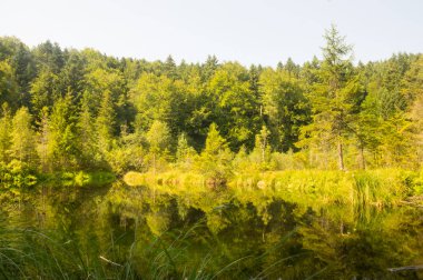 Ormanda küçük bir göl