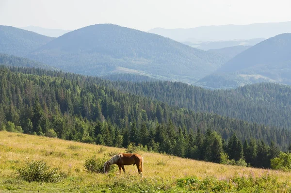 Un cavallo pascola tra le montagne — Foto Stock