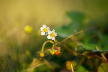 Çimlerin arasında Blooming çilek