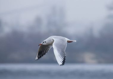 Uçan Martı Dnieper Nehri yan görünüm