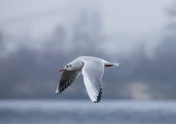Side view of a flying gull over the Dnieper river — Stock Photo, Image