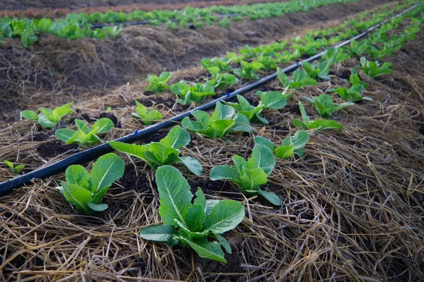 Os vegetais orgânicos são cultivados sem o uso de produtos químicos — Fotografia de Stock