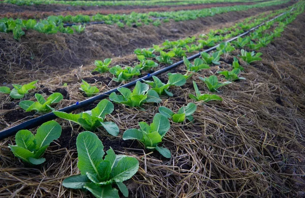 Bio zöldség termesztik a vegyi anyagok nélkül — Stock Fotó
