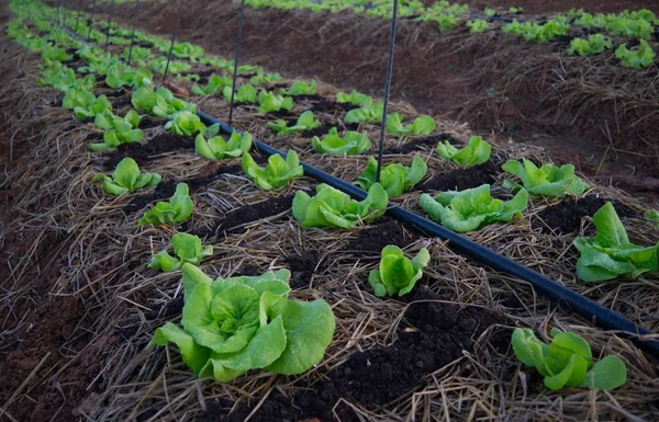 Os vegetais orgânicos são cultivados sem o uso de produtos químicos — Fotografia de Stock