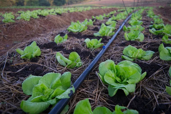 Os vegetais orgânicos são cultivados sem o uso de produtos químicos — Fotografia de Stock