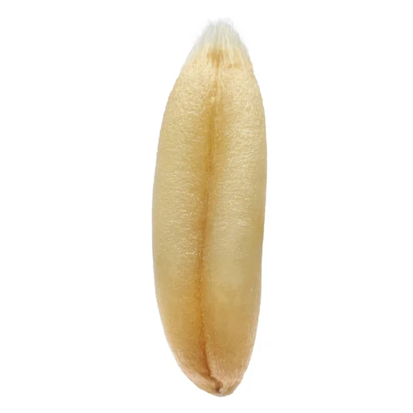 Yulaf tahıl makro