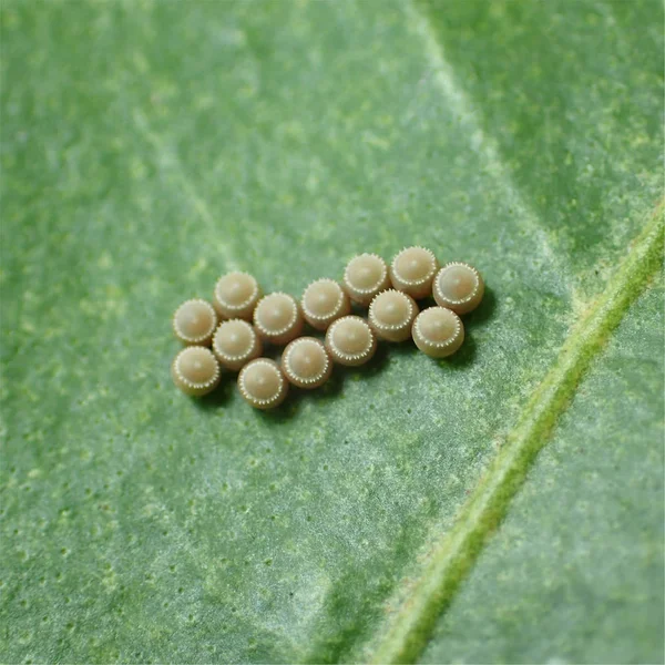 Ovos de borboleta macro — Fotografia de Stock