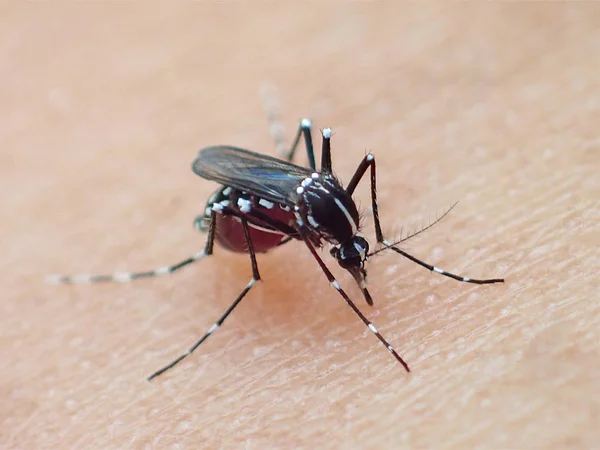 A macro aedes — Fotografia de Stock