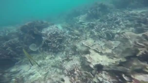 Menangkap Ikan Dalam Pariwisata Laut Pulau Pahawang — Stok Video