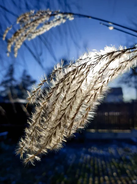 Una Puesta Sol Mágica Través Del Miscanthus — Foto de Stock