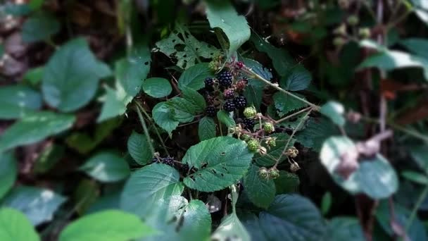 Les Mûres Poussent Dans Vieux Jardin Aux Froids Mûre Mûre — Video