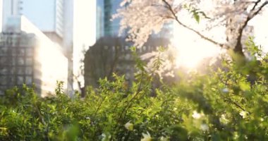 Büyük şehirde bahar. Büyük bina ve gün batımı, yeşil ve çiçek