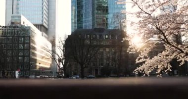 Büyük şehirde bahar. Büyük bina ve gün batımı, yeşil ve çiçek