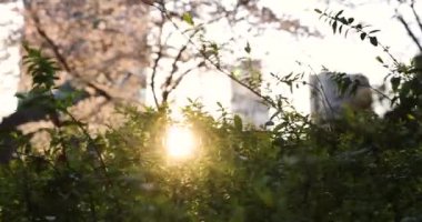 Büyük şehirde bahar. Büyük bina ve gün batımı, yeşil ve çiçek