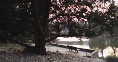 Tozlu Gökyüzüne Karşı Yeşil Ağaçlar 