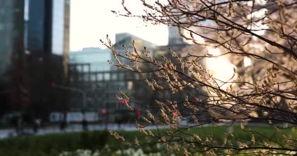 Primavera en la gran ciudad. Edificio enorme y puesta de sol, verde y florecen — Vídeo de stock