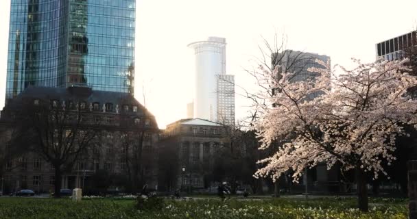 Jaro ve velkém městě. Obrovská budova a západ slunce, zelená a kvetoucí — Stock video