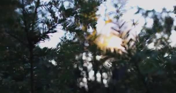 Árvores verdes contra céu empoeirado — Vídeo de Stock