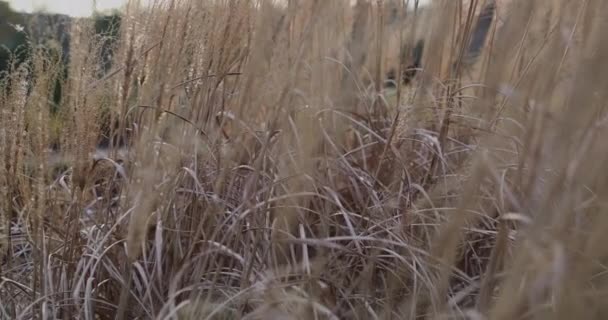 Herbe sèche ralenti coucher de soleil 
