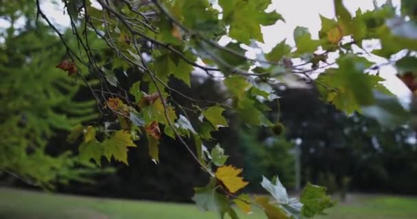 Arbres verts contre le ciel poussiéreux — Video