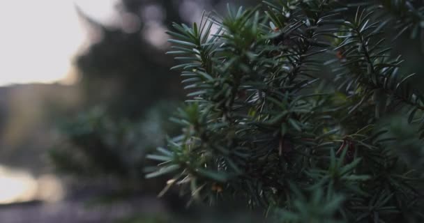 Green Trees Against Dusty Sky — стоковое видео